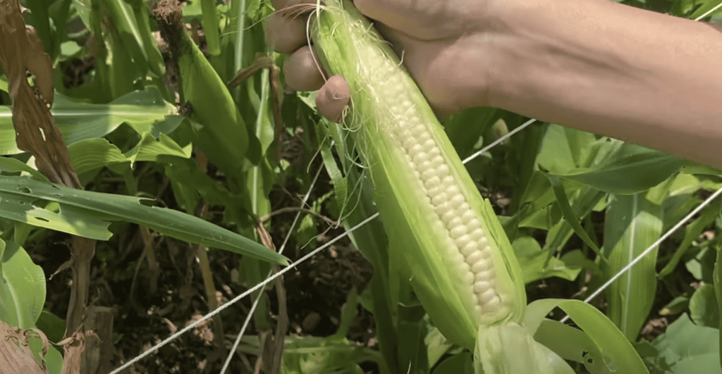 HRVESTING CORN